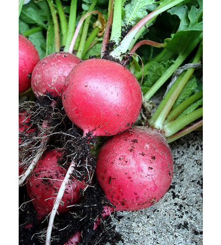 Growing Radishes In Containers