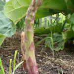 How To Grow Asparagus At Home