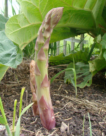 How To Grow Asparagus At Home