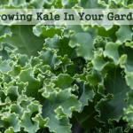 How To Grow Kale In Your Garden