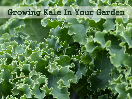 How To Grow Kale In Your Garden