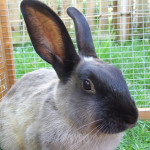 Raising Rabbits For Meat At Home