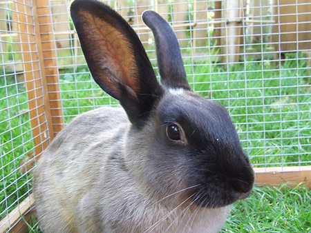 Raising Rabbits For Meat At Home
