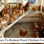 4 Ways To Rodent Proof Your Chicken Coop