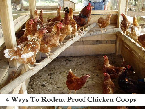 4 Ways To Rodent Proof Your Chicken Coop