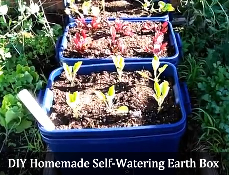 DIY Homemade Self Watering Earthbox