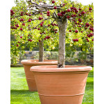 Growing Apple Trees In Containers