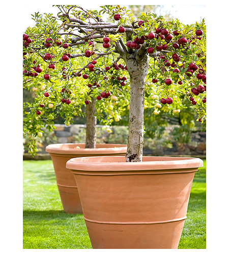 Growing Apple Trees In Containers