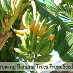 Growing Banana Trees From Seed