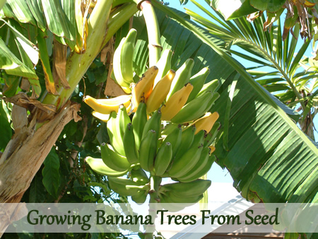 Growing Banana Trees From Seed