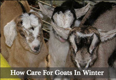 Caring For Goats In Winter