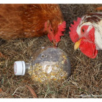DIY Chicken Boredom Buster Toy