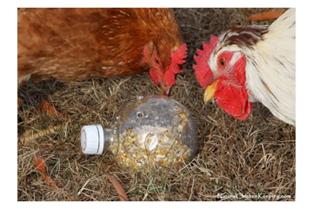DIY Chicken Boredom Buster Toy