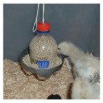 DIY Plastic Bottle Chick Feeder
