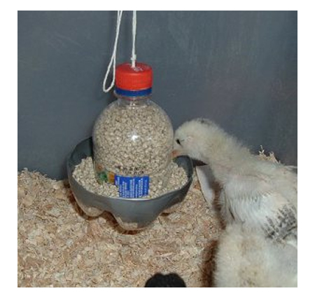 DIY Plastic Bottle Chick Feeder