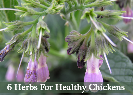 6 Natural Herbs For Healthy Chickens