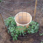 How To Grow A Bumper Tomato Crop