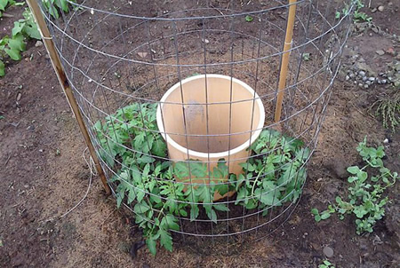 How To Grow A Bumper Tomato Crop