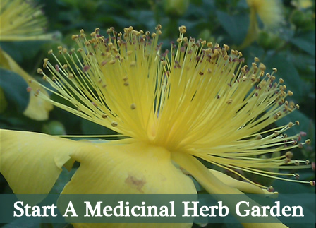 Growing A Medicinal Herb Garden