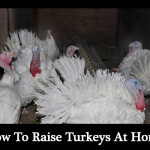 How To Raise Turkeys At Home