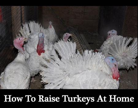 How To Raise Turkeys At Home