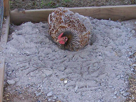 How To Get Rid Of Chicken Mites