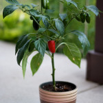 How To Grow Jalapenos In A Pot