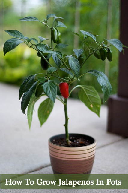 How To Grow Jalapenos In A Pot