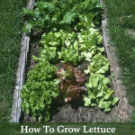 How To Grow Lettuce