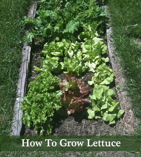 How To Grow Lettuce