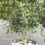 How To Grow Olive Trees