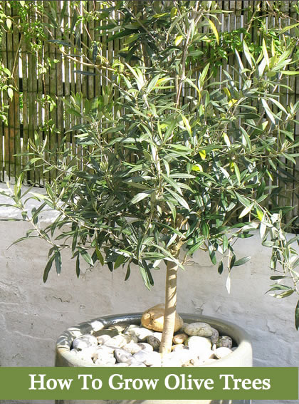 How To Grow Olive Trees