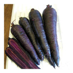 Growing Purple Sun Carrots