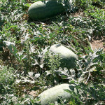How To Grow Watermelon