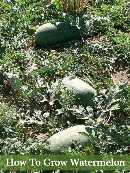 How To Grow Watermelon