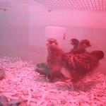Simple DIY Chick Brooder