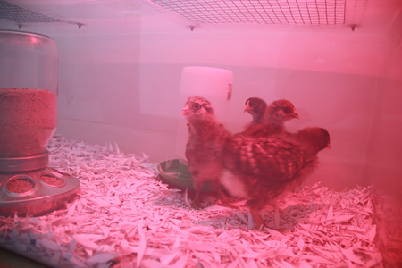 Simple DIY Chick Brooder