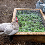 DIY Chicken Salad Bar