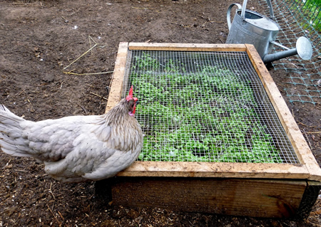 DIY Chicken Salad Bar