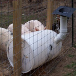 DIY Homemade Pig Feeder