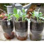 DIY 2L Soda Bottle Sub-Irrigated Planters