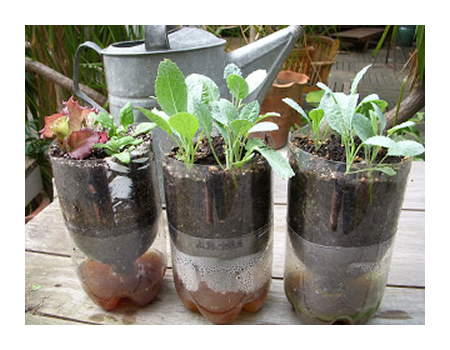DIY 2L Soda Bottle Sub-Irrigated Planters