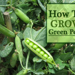 How To Grow Green Peas