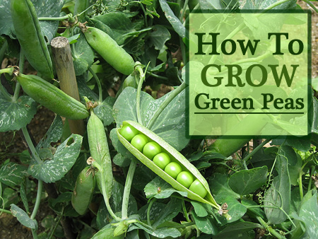 How To Grow Green Peas