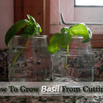 How To Grow Basil From Cuttings
