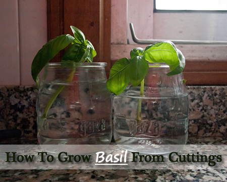 How To Grow Basil From Cuttings