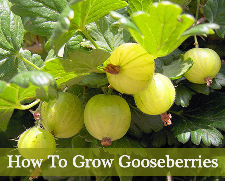 How To Grow Gooseberries
