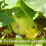 Growing Lemon Cucumbers