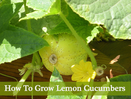 Growing Lemon Cucumbers