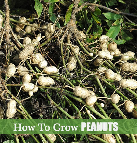 How To Grow Peanuts At Home